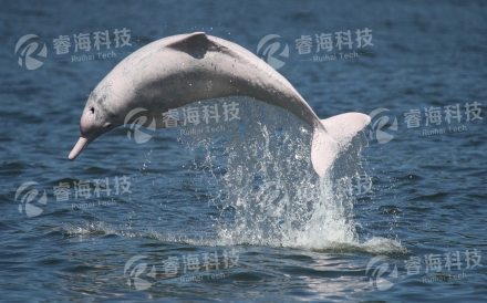 珠江口白海豚保護(hù)區(qū)觀測工程